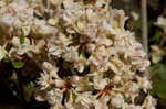 Dogtongue buckwheat